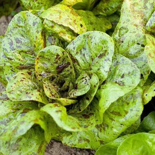 Freckles Romaine lettuce SEEDS - Vegetable Seeds - Caribbean garden seed