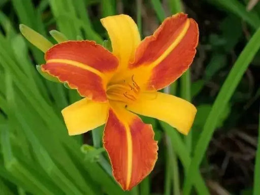 Frans Hals, Daylily, BAREROOT PERENNIAL - Caribbean garden seed
