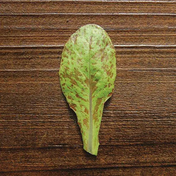 Freckles Romaine lettuce SEEDS - Vegetable Seeds - Caribbean garden seed