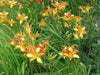 Frans Hals, Daylily, BAREROOT PERENNIAL - Caribbean garden seed
