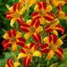 Frans Hals, Daylily, BAREROOT PERENNIAL - Caribbean garden seed