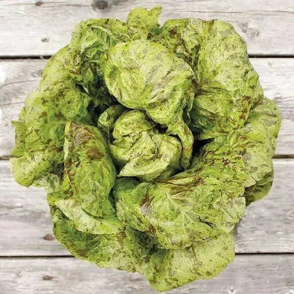 Freckles Romaine lettuce SEEDS - Vegetable Seeds - Caribbean garden seed