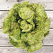 Freckles Romaine lettuce SEEDS - Vegetable Seeds - Caribbean garden seed