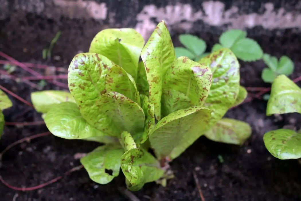 Freckles Romaine lettuce SEEDS - Vegetable Seeds - Caribbean garden seed