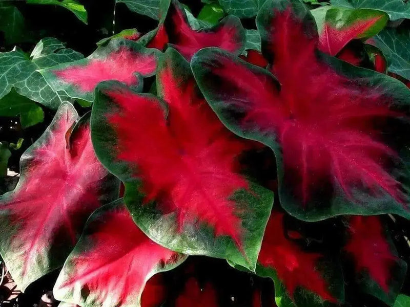 FREIDA HEMPLE CALADIUM Bulbs,Tropical Look - Caribbean garden seed
