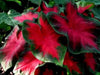 FREIDA HEMPLE CALADIUM Bulbs,Tropical Look - Caribbean garden seed