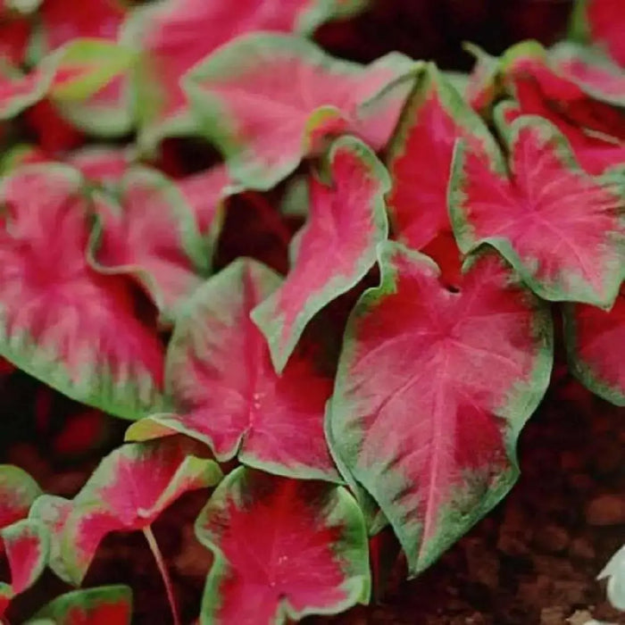 FREIDA HEMPLE CALADIUM Bulbs,Tropical Look - Caribbean garden seed