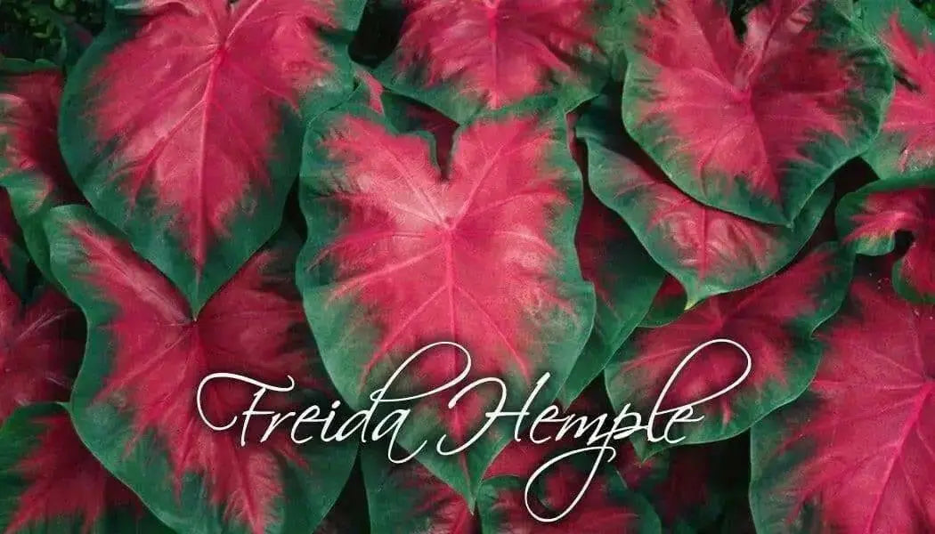 FREIDA HEMPLE CALADIUM Bulbs,Tropical Look - Caribbean garden seed