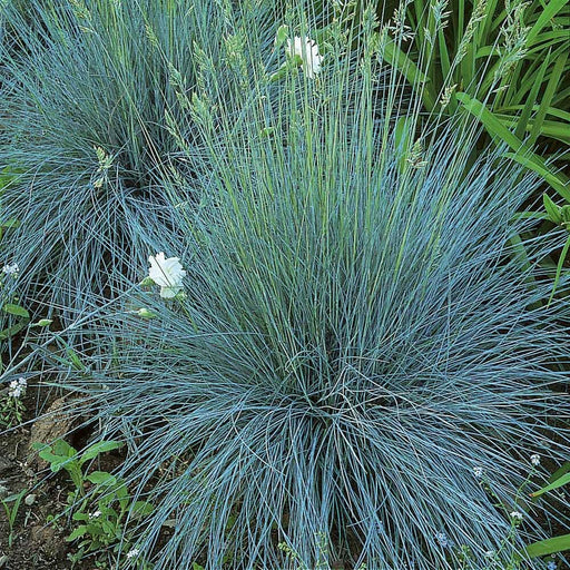 Freddy BLUE ORNAMENTAL GRASS (LIVE PLANT) EVERGREEN FOLIAGE - Caribbean garden seed