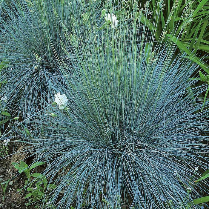 Freddy BLUE ORNAMENTAL GRASS (LIVE PLANT) EVERGREEN FOLIAGE - Caribbean garden seed