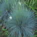 Freddy BLUE ORNAMENTAL GRASS (LIVE PLANT) EVERGREEN FOLIAGE - Caribbean garden seed