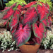 FREIDA HEMPLE CALADIUM Bulbs,Tropical Look - Caribbean garden seed