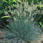 Freddy BLUE ORNAMENTAL GRASS (LIVE PLANT) EVERGREEN FOLIAGE - Caribbean garden seed