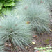 Freddy BLUE ORNAMENTAL GRASS (LIVE PLANT) EVERGREEN FOLIAGE - Caribbean garden seed