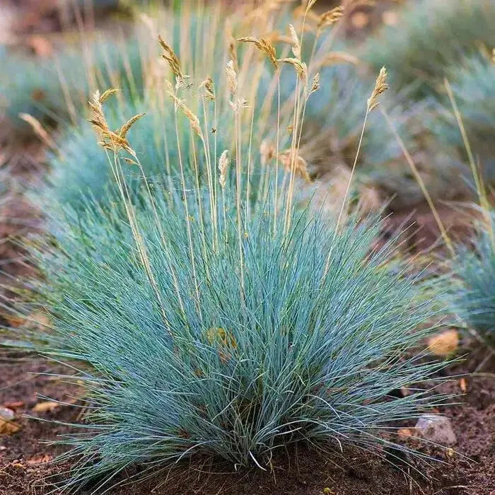Freddy BLUE ORNAMENTAL GRASS (LIVE PLANT) EVERGREEN FOLIAGE - Caribbean garden seed