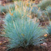 Freddy BLUE ORNAMENTAL GRASS (LIVE PLANT) EVERGREEN FOLIAGE - Caribbean garden seed