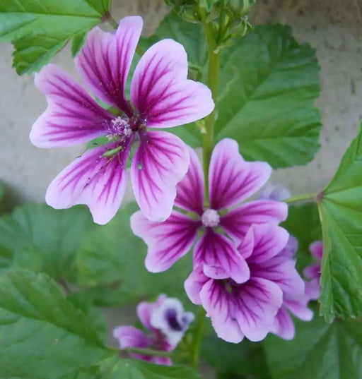 French Hollyhock FLOWERS SEEDS -Zebrina (Malva Sylvestris ) - Caribbean garden seed