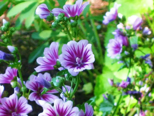 French Hollyhock FLOWERS SEEDS -Zebrina (Malva Sylvestris ) - Caribbean garden seed