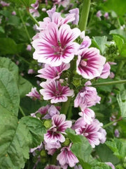 French Hollyhock FLOWERS SEEDS -Zebrina (Malva Sylvestris ) - Caribbean garden seed