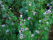 French Hollyhock FLOWERS SEEDS -Zebrina (Malva Sylvestris ) - Caribbean garden seed