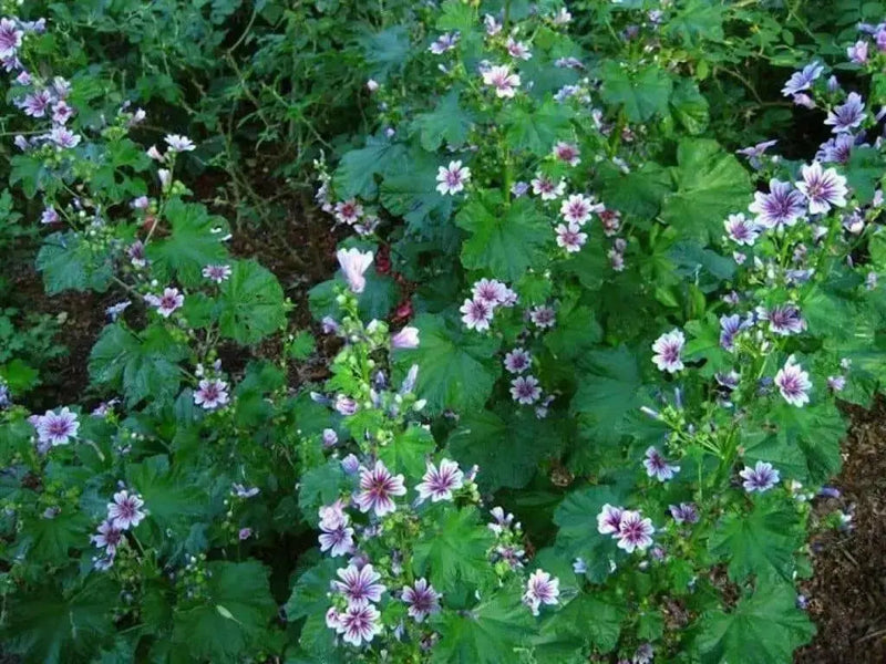 French Hollyhock FLOWERS SEEDS -Zebrina (Malva Sylvestris ) - Caribbean garden seed