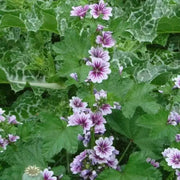 French Hollyhock FLOWERS SEEDS -Zebrina (Malva Sylvestris ) - Caribbean garden seed