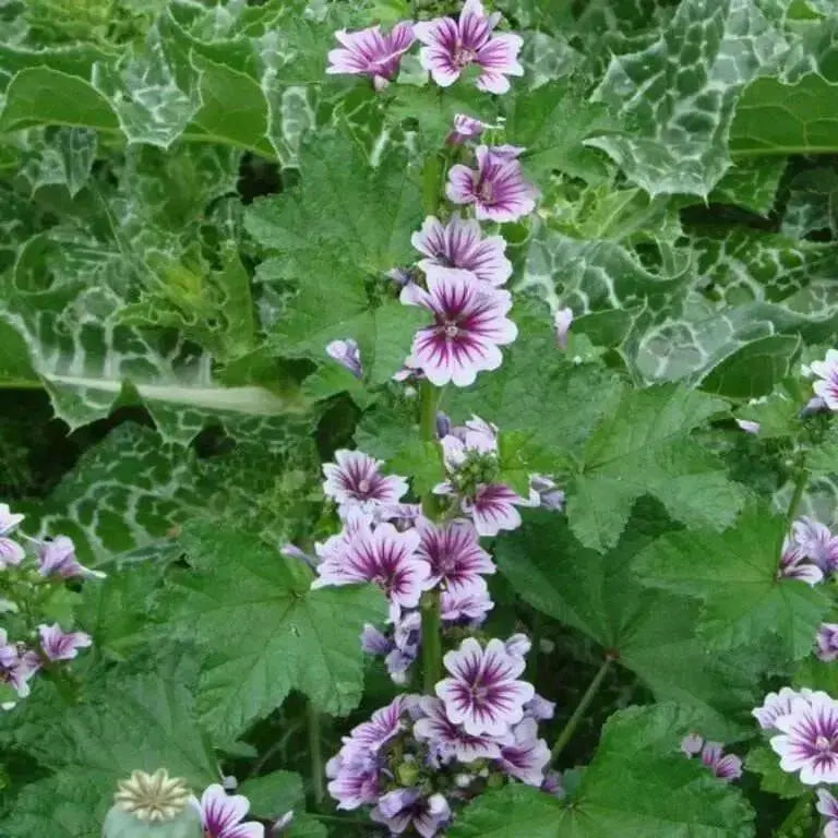 French Hollyhock FLOWERS SEEDS -Zebrina (Malva Sylvestris ) - Caribbean garden seed