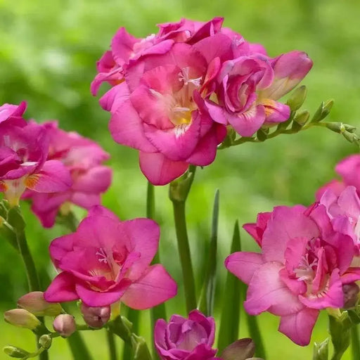 Freesia Bulbs-Double Pink (Fragrant)  Excellent cut flowers - Caribbean garden seed