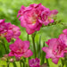Freesia Bulbs-Double Pink (Fragrant)  Excellent cut flowers - Caribbean garden seed
