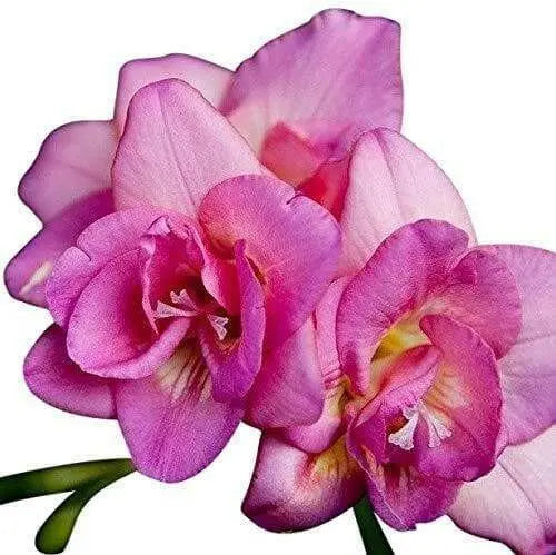 Freesia Bulbs-Double Pink (Fragrant)  Excellent cut flowers - Caribbean garden seed