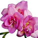 Freesia Bulbs-Double Pink (Fragrant)  Excellent cut flowers - Caribbean garden seed