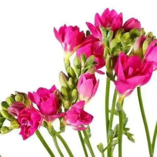Freesia Bulbs-Double Pink (Fragrant)  Excellent cut flowers - Caribbean garden seed