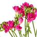 Freesia Bulbs-Double Pink (Fragrant)  Excellent cut flowers - Caribbean garden seed