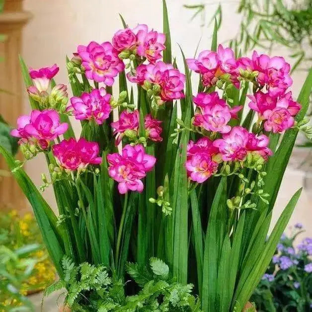 Freesia Bulbs-Double Pink (Fragrant)  Excellent cut flowers - Caribbean garden seed