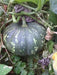 FRESH FLAT Pumpkin , JAMAICAN PRODUCE - Caribbean garden seed