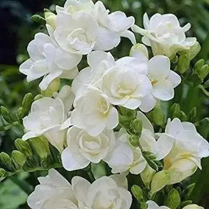 Freesia Bulbs-Double White (Fragrant)  Excellent cut flowers - Caribbean garden seed