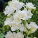 Freesia Bulbs-Double White (Fragrant)  Excellent cut flowers - Caribbean garden seed