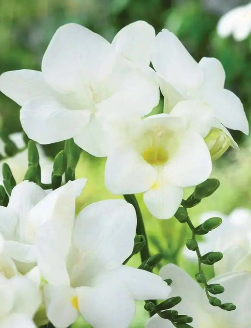Freesia Bulbs-Double White (Fragrant)  Excellent cut flowers - Caribbean garden seed