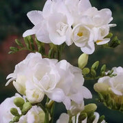 Freesia Bulbs-Double White (Fragrant)  Excellent cut flowers - Caribbean garden seed