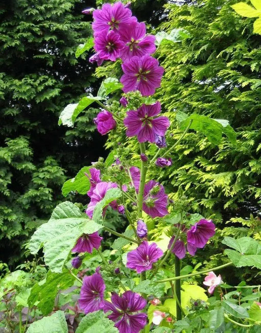French Hollyhock  Seeds -(Malva Sylvestris ) Perennial FLOWERS - Caribbean garden seed