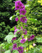 French Hollyhock  Seeds -(Malva Sylvestris ) Perennial FLOWERS - Caribbean garden seed