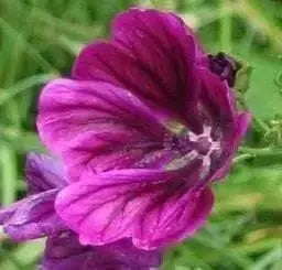 French Hollyhock  Seeds -(Malva Sylvestris ) Perennial FLOWERS - Caribbean garden seed