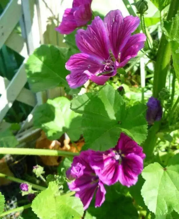 French Hollyhock  Seeds -(Malva Sylvestris ) Perennial FLOWERS - Caribbean garden seed