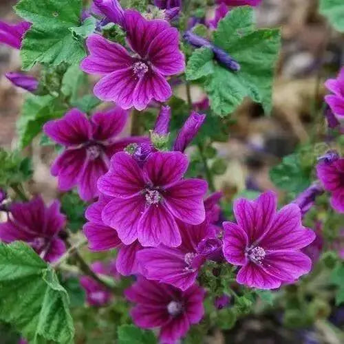 French Hollyhock  Seeds -(Malva Sylvestris ) Perennial FLOWERS - Caribbean garden seed
