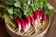 French Breakfast Radish Seeds - HEIRLOOM Vegetable - Caribbean garden seed