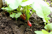 French Breakfast Radish Seeds - HEIRLOOM Vegetable - Caribbean garden seed