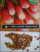 French Breakfast Radish Seeds - HEIRLOOM Vegetable - Caribbean garden seed