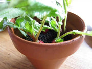French Breakfast Radish Seeds - HEIRLOOM Vegetable - Caribbean garden seed