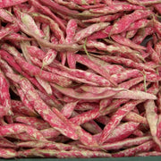 French Horticulture'bean ,Vegetable Seeds ! - Caribbean garden seed