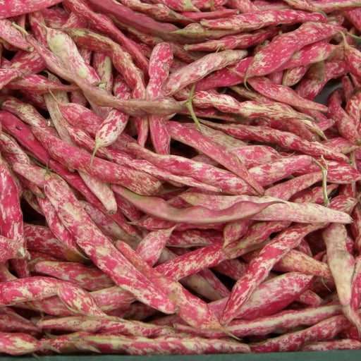 French Horticulture'bean ,Vegetable Seeds ! - Caribbean garden seed